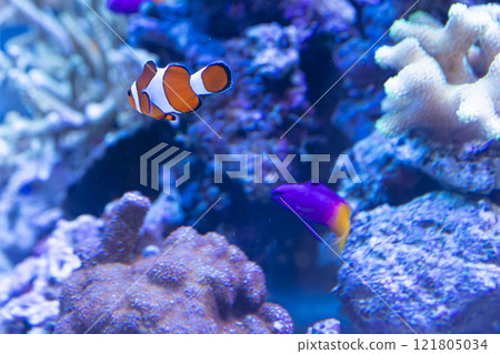 Clownfish swimming in an aquarium 121805034