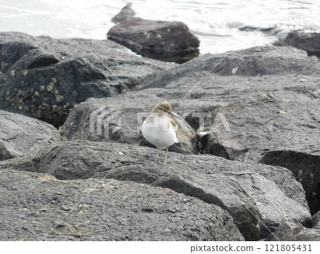 A young Common Sandpiper walking along the rocks near the water A young Common Sandpiper walking along the rocks near the water 121805431