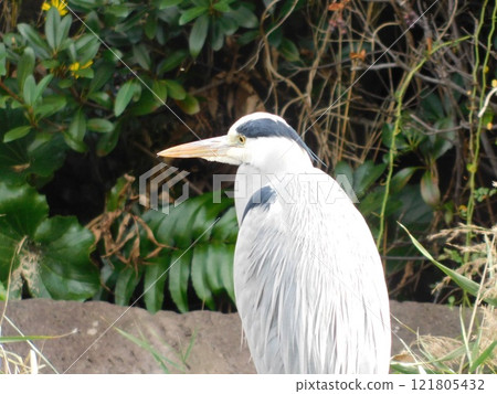 A heron staring to one side 121805432
