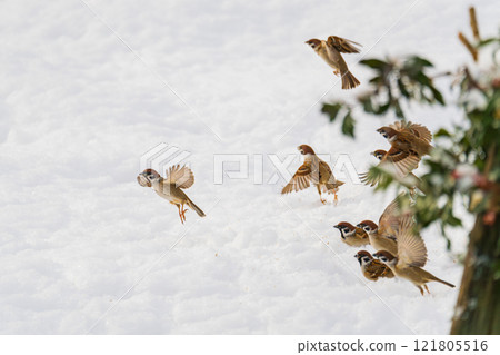 A flock of sparrows flying across the snow A flock of sparrows flying across the snow 121805516