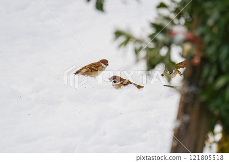 麻雀聚集在雪地的覓食場 121805518