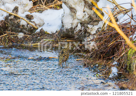 A brown thrush searching for food near water in winter A brown thrush searching for food near water in winter 121805521