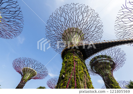 Low-angle view of the Supertree Grove at Gardens by the Bay in Singapore, there is an exhilarating light and musical show at night. 121805569