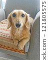 Miniature dachshund to relax in a sitting chair 121805575