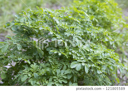 Matsukazesou (Matsukaze grass) medicinal herb Matsukazesou (Matsukaze grass) medicinal herb 121805589