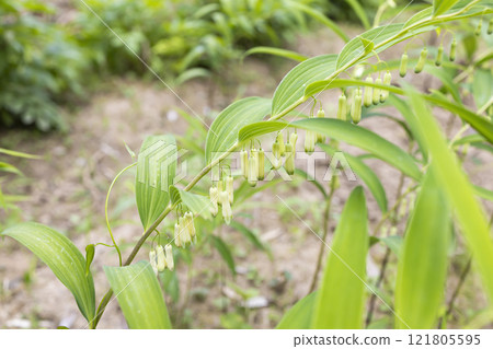 Narcissus flower (medicinal herb) Narcissus flower (medicinal herb) 121805595