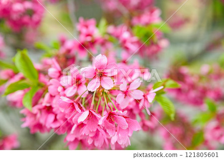 Princess Miyabi: Cherry blossoms commemorating the marriage of Their Majesties the Emperor and Empress 121805601