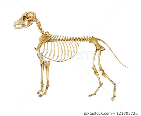 Dog skeleton hand drawn realistic detailed illustration. Canine bones on white background. Dog skeleton inner anatomy structure for study, print, veterinary, zoology projects 121805726