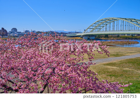 從東京狛江市多摩川河床眺望多摩水道橋、多摩區、川崎市和富士山，河津櫻花盛開。 121805753