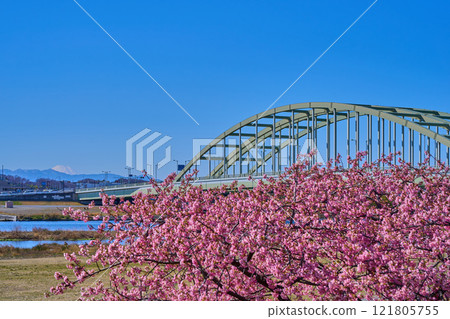 View of Tama Suidobashi Bridge, Tama Ward, Kawasaki City, and Mount Fuji from the Tama River riverbed in Komae City, Tokyo, where Kawazu cherry blossoms are in bloom 121805755