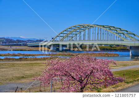 View of Tama Suidobashi Bridge, Tama Ward, Kawasaki City, and Mount Fuji from the Tama River riverbed in Komae City, Tokyo, where Kawazu cherry blossoms are in bloom 121805757