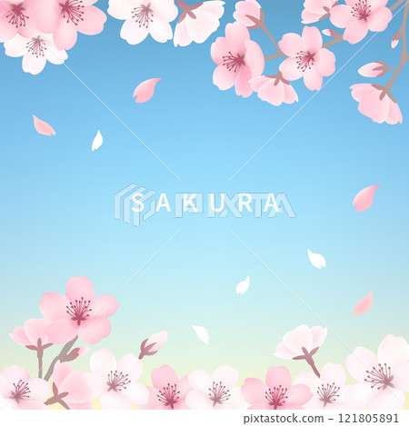 Cherry blossom background_square light blue 121805891