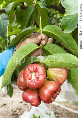 Close-up of the farmer picking wax apples on the farmland in Taiwan. Close-up of the farmer picking wax apples on the farmland in Taiwan. 121805895