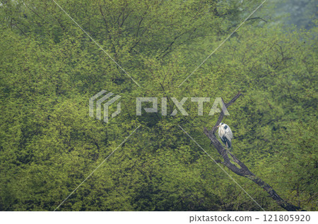 grey heron or Ardea cinerea perched with scenic green background in hazy misty cold winters of keoladeo national park or bird sanctuary bharatpur rajasthan india 121805920