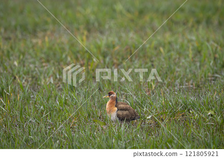 Wild Juvenile Bronze winged jacana or Metopidius indicus at keoladeo national park or bharatpur bird sanctuary rajasthan india in natural green grass background shallow water wetland Wild Juvenile Bronze winged jacana or Metopidius indicus at keoladeo national park or bharatpur bird sanctuary rajasthan india in natural green grass background shallow water wetland 121805921