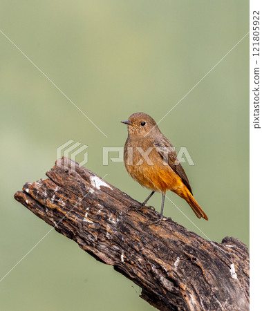 Black redstart or Phoenicurus ochruros at keoladeo national park bharatpur bird sanctuary rajasthan india. beautiful bird closeup or portrait with natural green background in winter season migration 121805922