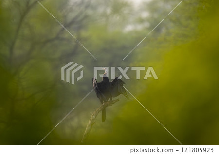 Oriental darter or Indian darter or Anhinga melanogaster in natural green trees foreground to compose creative fine art portrait at keoladeo national park bharatpur bird sanctuary rajasthan india asia Oriental darter or Indian darter or Anhinga melanogaster in natural green trees foreground to compose creative fine art portrait at keoladeo national park bharatpur bird sanctuary rajasthan india asia 121805923