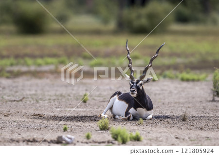 wild male blackbuck or antilope cervicapra or indian antelope at Blackbuck National Park Velavadar bhavnagar gujrat india asia. blackbuck closeup or portrait in natural green background 121805924