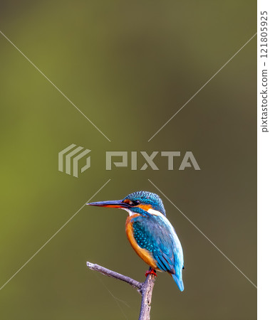 common kingfisher or Alcedo atthis at keoladeo national park or bharatpur bird sanctuary rajasthan india asia. a small colorful bird closeup or portrait perched on branch in natural green background 121805925