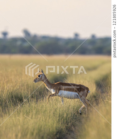 wild female blackbuck or antilope cervicapra or Indian antelope at velavadar national park gujrat india. blackbuck side profile crossing forest tack in golden hour winter light in grassland landscape 121805926
