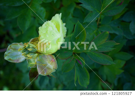 The flower language of peony birdzel seeds is "shyness" or "bashfulness." 121805927