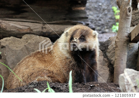 A sitting Japanese badger looking back 121805937