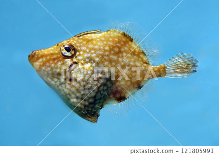 高眼網紋魚1條 121805991