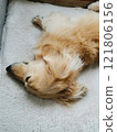 Sleeping dog: Miniature dachshund 121806156