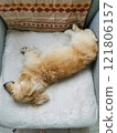 Sleeping dog miniature dachshund 121806157