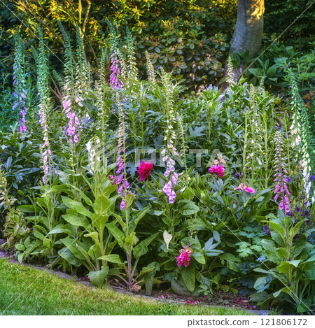 Pink and purple common foxgloves growing and flowering in a lush green garden at home. Bunch of digitalis purpurea bushes blooming in landscaped horticulture backyard as medicinal herbal plants 121806172