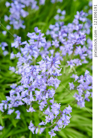 Spanish bluebell flowers, a species of Hyacinthoides, blooming and blossoming in a field or botanical garden outside. Wild flowering plants thriving outdoors and used for outdoor landscaping 121806191