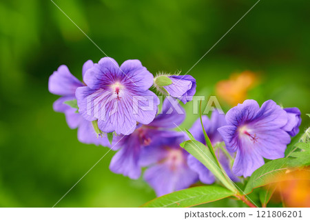 Geranium flowers grow in an organic garden or field in summer. Beautiful flowering plants blooming in a lush green park. Pretty flora blossom and sprout in a meadow on the countryside during spring 121806201