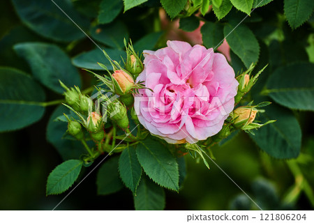 Vibrant pink dog rose and buds on a tree in a garden. Closeup of a pretty rosa canina flower growing between green leaves in nature. Closeup of petals blossoming and blooming on floral plant 121806204