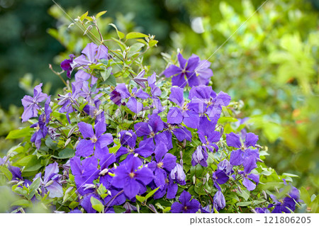 Geranium flowers in a lush garden with different flowering plants growing in a landscape on a sunny day outdoors in spring. Vibrant and colorful agricultural floral botanic field blooming in nature 121806205