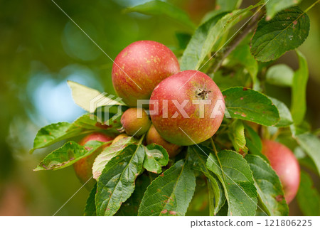 Fresh red apples growing on a farm on a green fruit tree during the autumn season. Healthy and organic crops ready for harvest outdoors in nature on a summer day. Detail of an orchard in a park Fresh red apples growing on a farm on a green fruit tree during the autumn season. Healthy and organic crops ready for harvest outdoors in nature on a summer day. Detail of an orchard in a park 121806225