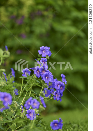 Blue meadow geranium flowers in a backyard garden in summer. Violet flora growing and blooming in a park or on a lawn against a green nature background in spring. Flowering plant blossoming in nature Blue meadow geranium flowers in a backyard garden in summer. Violet flora growing and blooming in a park or on a lawn against a green nature background in spring. Flowering plant blossoming in nature 121806230
