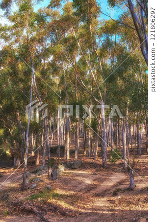 A beautiful bright forest with lush green trees on a vibrant spring day. The landscape of the uncultivated woods with greenery outdoors on a summer afternoon. Peaceful and scenic view of woodlands 121806297