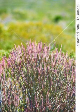 Pencil cactus flowers on mountain side outdoors on a sunny Summer day. Isolated natural spurges of pink petals blossoming and with green bushes behind. Calm area in Western Cape of South Africa Pencil cactus flowers on mountain side outdoors on a sunny Summer day. Isolated natural spurges of pink petals blossoming and with green bushes behind. Calm area in Western Cape of South Africa 121806350