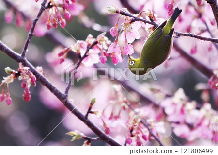 White-eye perched on Kawazu cherry blossoms in full bloom 121806499