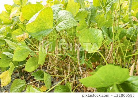 Close-up of adzuki pods growing in the farmland of Wandan, Pingtung, Taiwan. Close-up of adzuki pods growing in the farmland of Wandan, Pingtung, Taiwan. 121806595