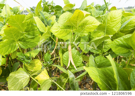 Close-up of adzuki pods growing in the farmland of Wandan, Pingtung, Taiwan. 121806596