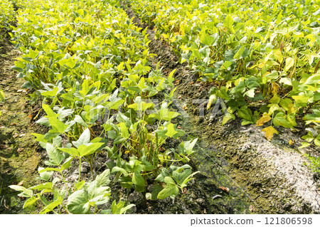 Close-up of adzuki pods growing in the farmland of Wandan, Pingtung, Taiwan. Close-up of adzuki pods growing in the farmland of Wandan, Pingtung, Taiwan. 121806598