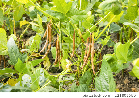 Close-up of adzuki pods growing in the farmland of Wandan, Pingtung, Taiwan. Close-up of adzuki pods growing in the farmland of Wandan, Pingtung, Taiwan. 121806599