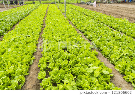 Fresh Fushan lettuce is soon to be harvested in Taiwan's farmland. 121806602