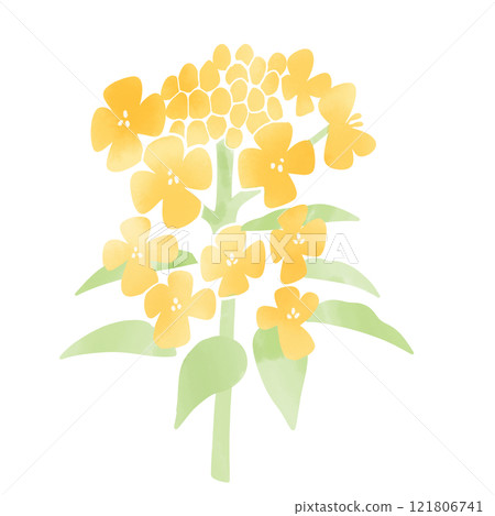 水彩風格油菜花圖 水彩風格油菜花圖 121806741