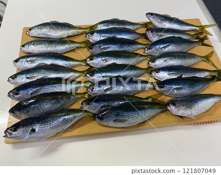 Tacape 121807049