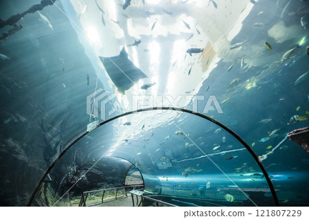 View of the fishes at the Underwater Tunnel at the National Museum of Marine Biology and Aquarium in Kenting National Park of Pingtung, Taiwan. 121807229