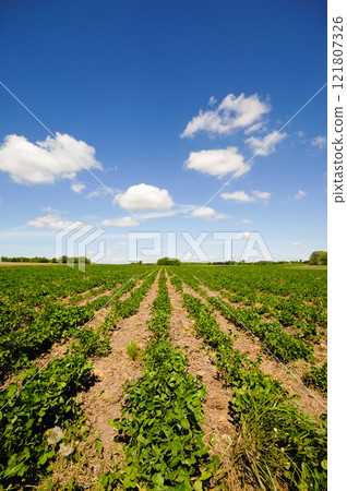 Rows of plants Rows of plants 121807326