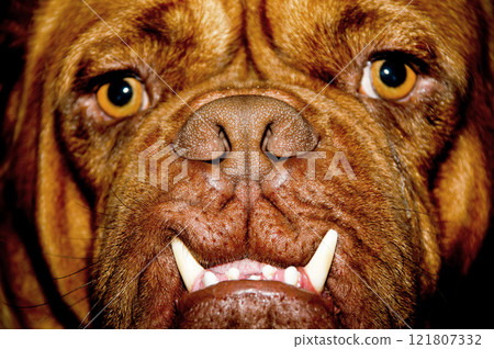 Dog face Dog face 121807332