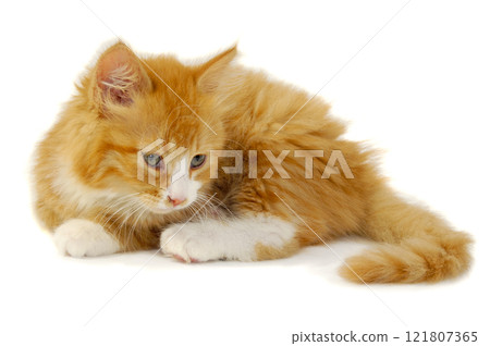 Kitten 121807365